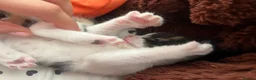Mixed Breed cats for sale: 5 Cuddly Orange and Calico kittens 💕 - Advert 7