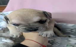 Mixed Breed dogs for sale: Frenchie x staff  - Advert 10