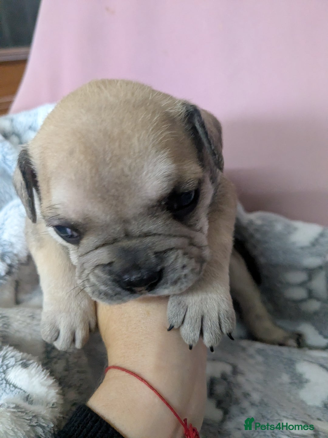 Mixed Breed dogs for sale: Frenchie x staff  - Advert 10