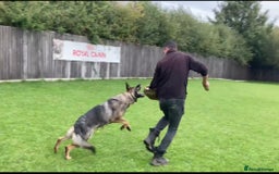 German Shepherd dogs for sale: KC German Shepherd Working line puppies 🐶  - Image 12