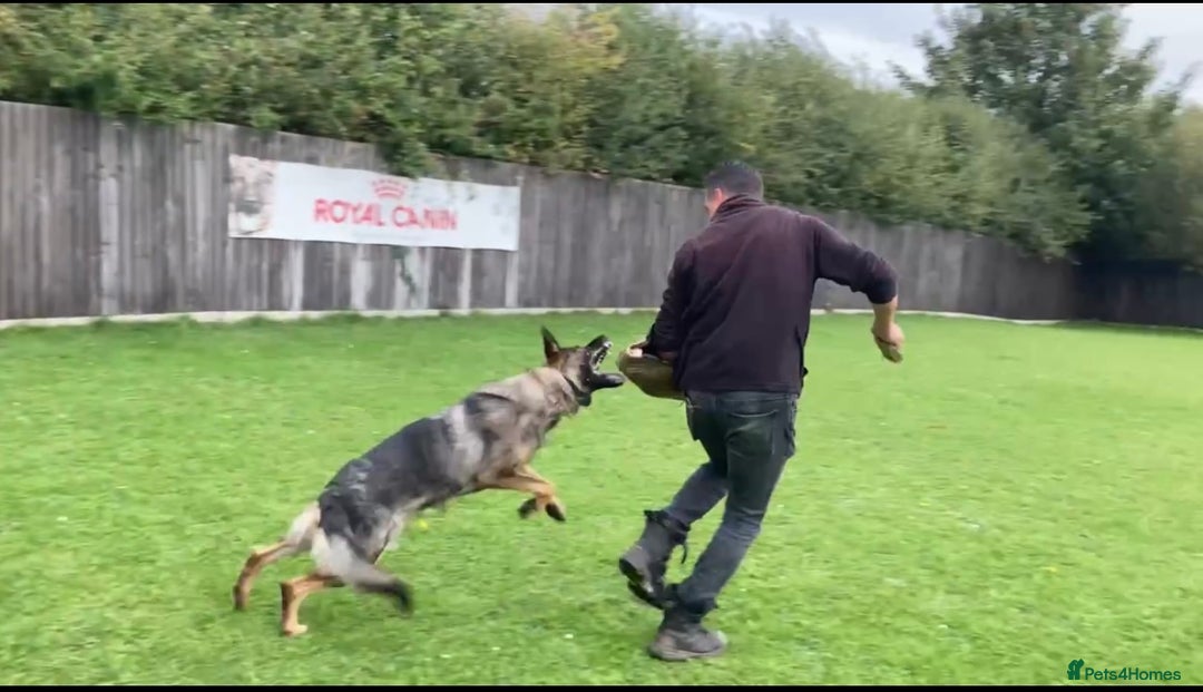 German Shepherd dogs for sale: KC German Shepherd Working line puppies 🐶  - Image 12