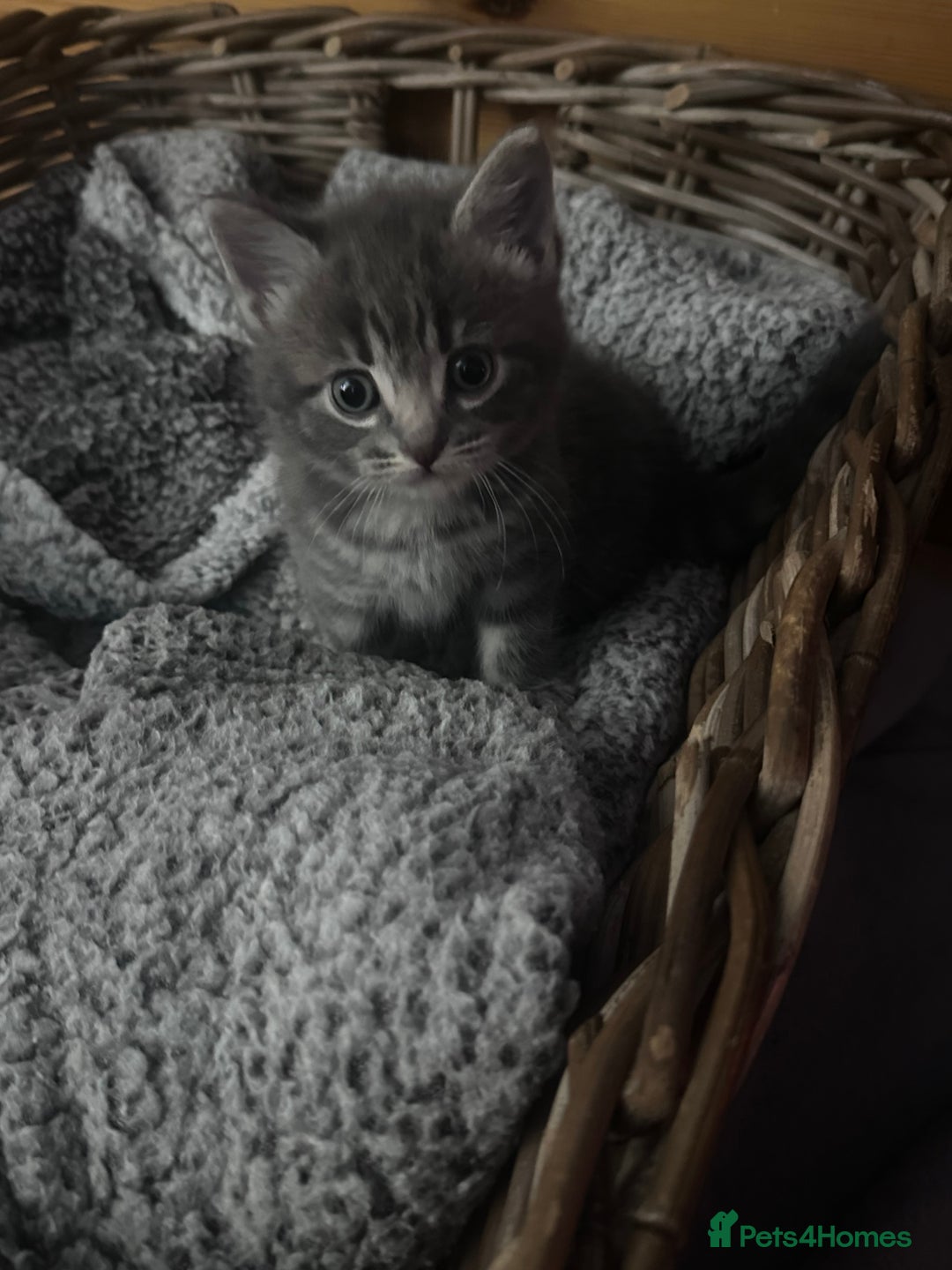 Mixed Breed cats for sale: 3 little grey cuties  - Advert 15