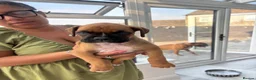 Boxer dogs for sale: Boxer puppies - Advert 4