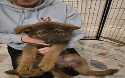 German Shepherd dogs for sale: READY NOW long hair straight back German shepherd - Image 19