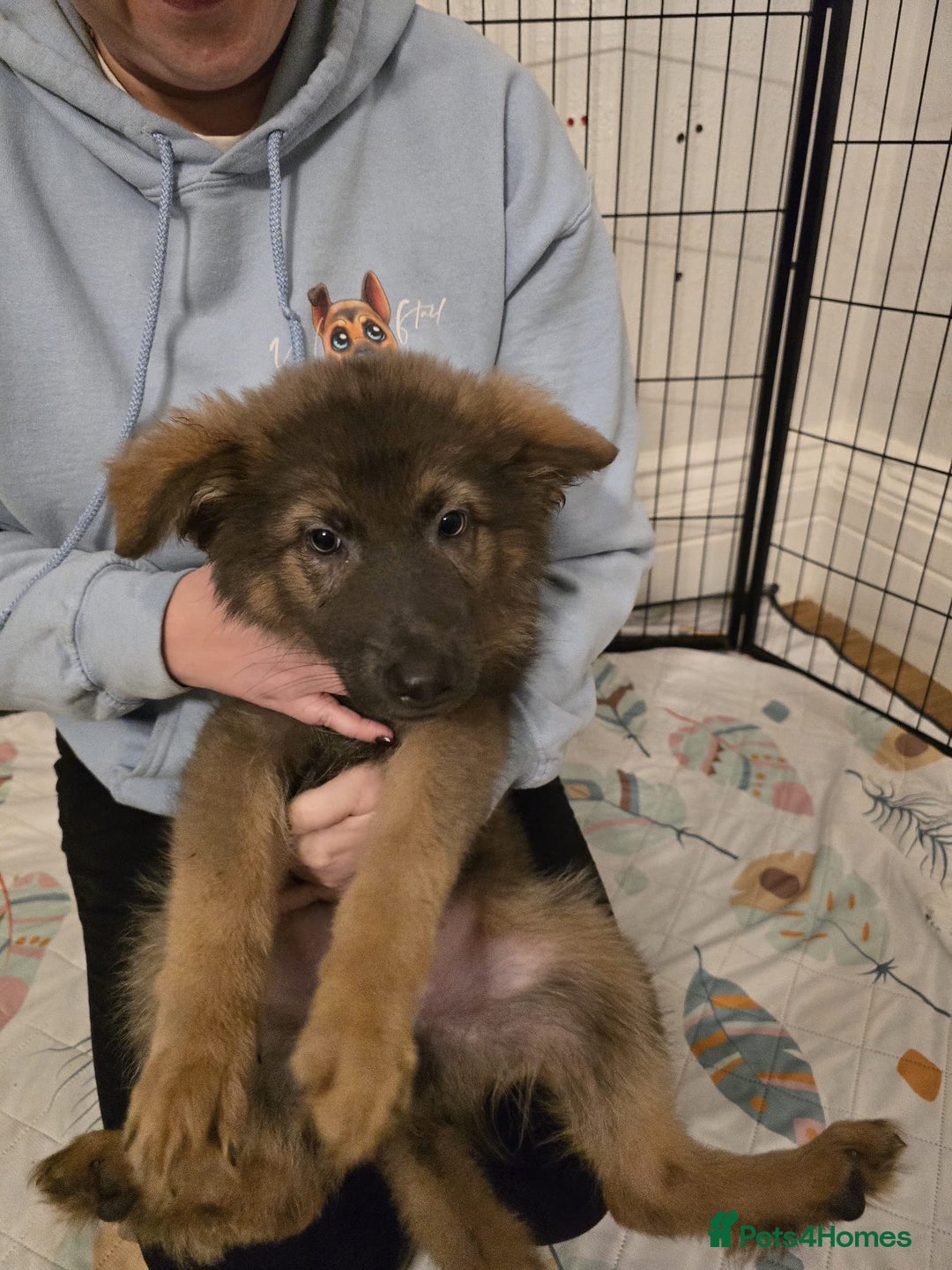 German Shepherd dogs for sale: READY NOW long hair straight back German shepherd - Image 19
