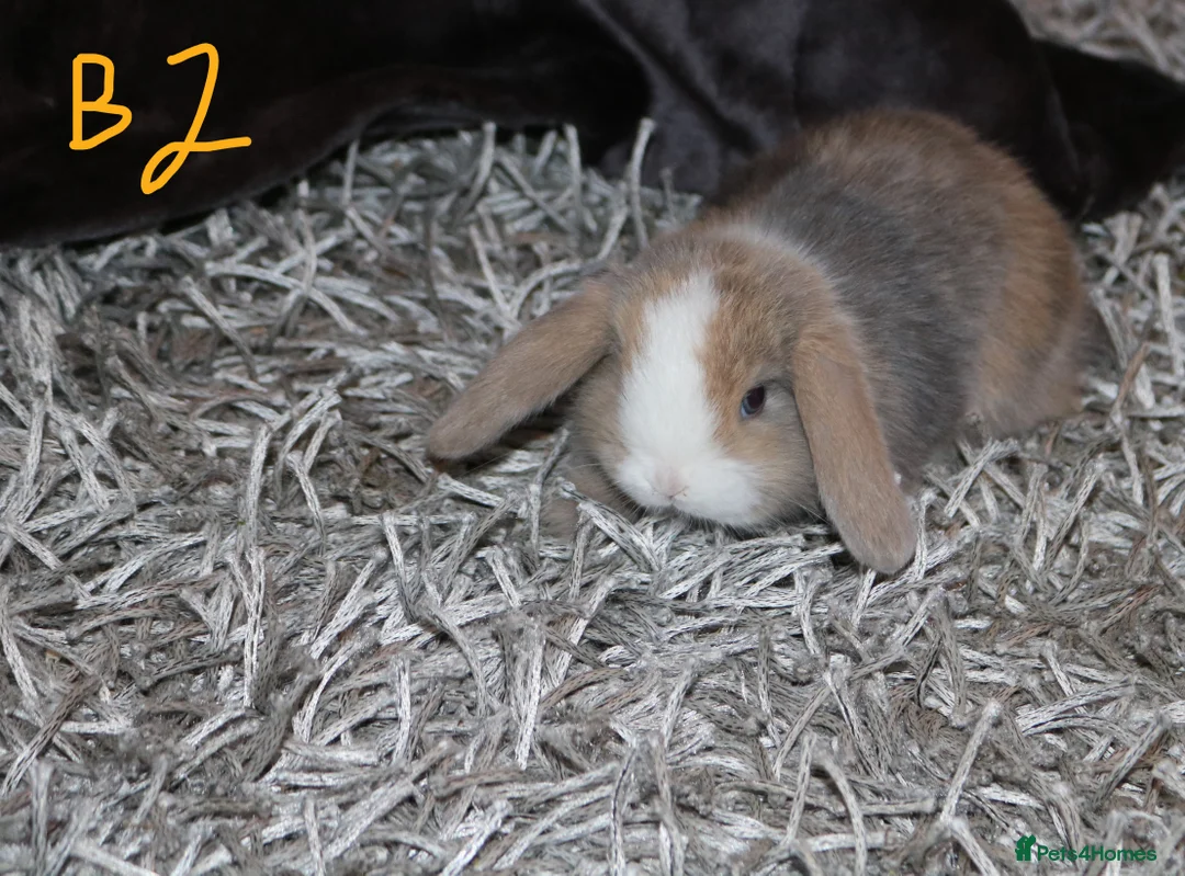 Mini Lop rabbits for sale: 5 Mini Lop x Mini Plush babies  - Advert 9