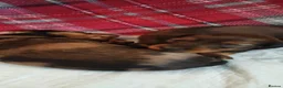Miniature Dachshund dogs for sale: KC REGISTERED MINIATURE LONG HAIRED DACHSHUND BOYs - Advert 6