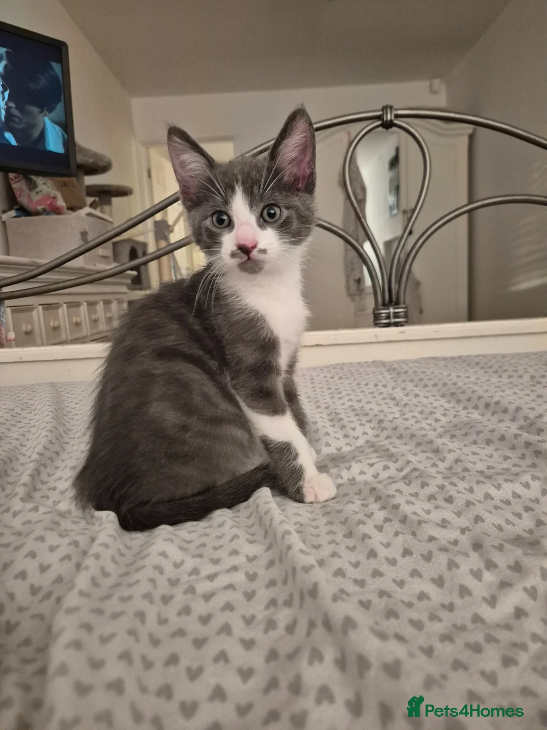 British Shorthair cats for sale: Cute Kittens - Advert 2