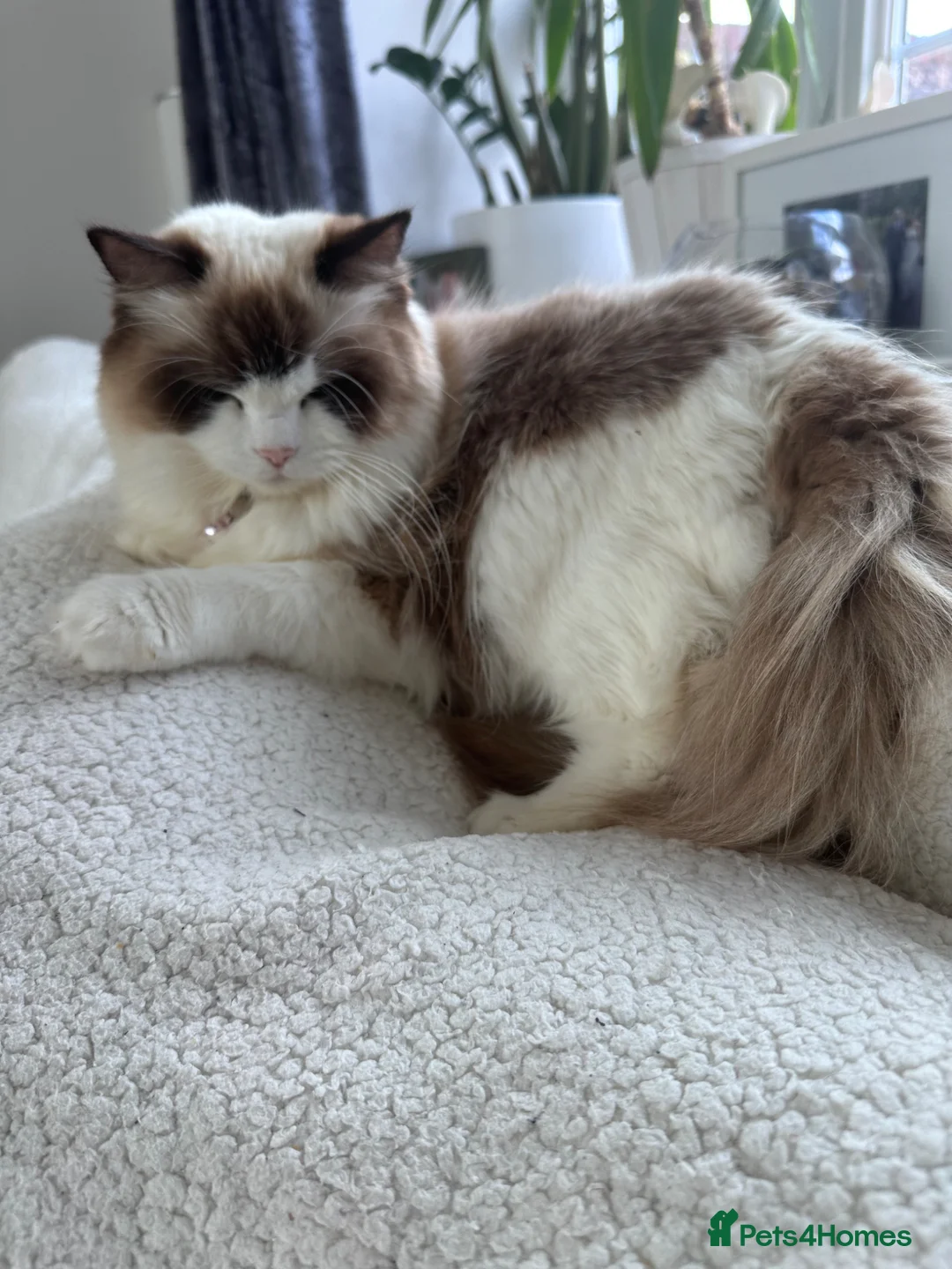 Ragdoll cats for sale: Rare European Long-Haired Ragdoll Kittens - Advert 1