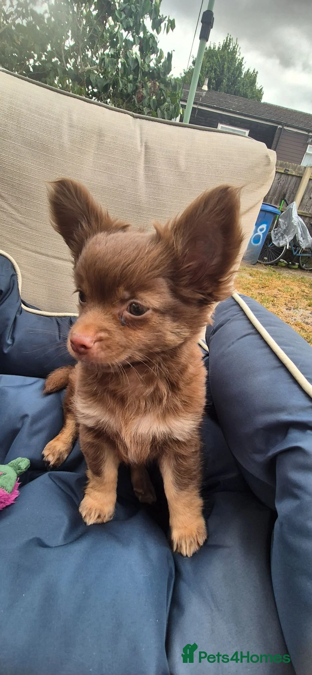 Chihuahua dogs for sale: Adorable chi boy  - Advert 2