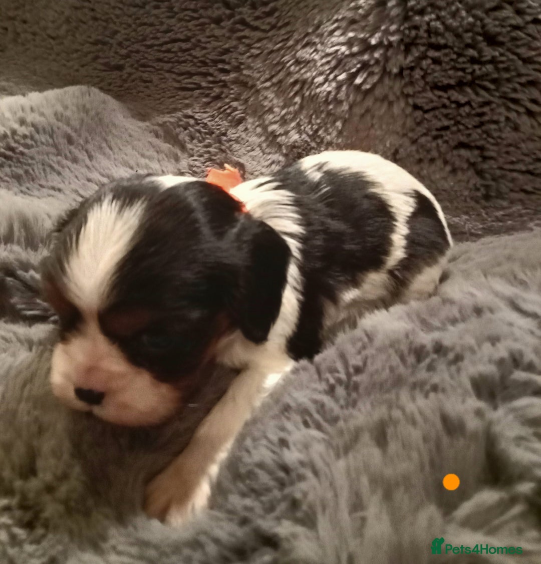 Cavalier King Charles Spaniel dogs for sale: Health tested Cavalier King Charles  - Advert 8