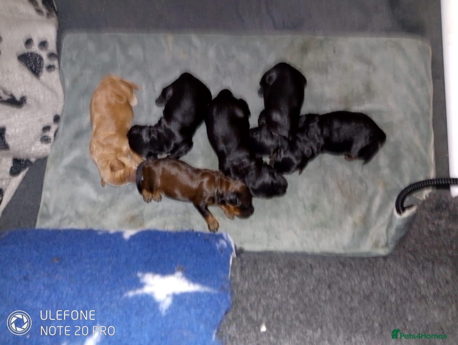 Cockapoo dogs for sale: Cockapoo puppies - Advert 1