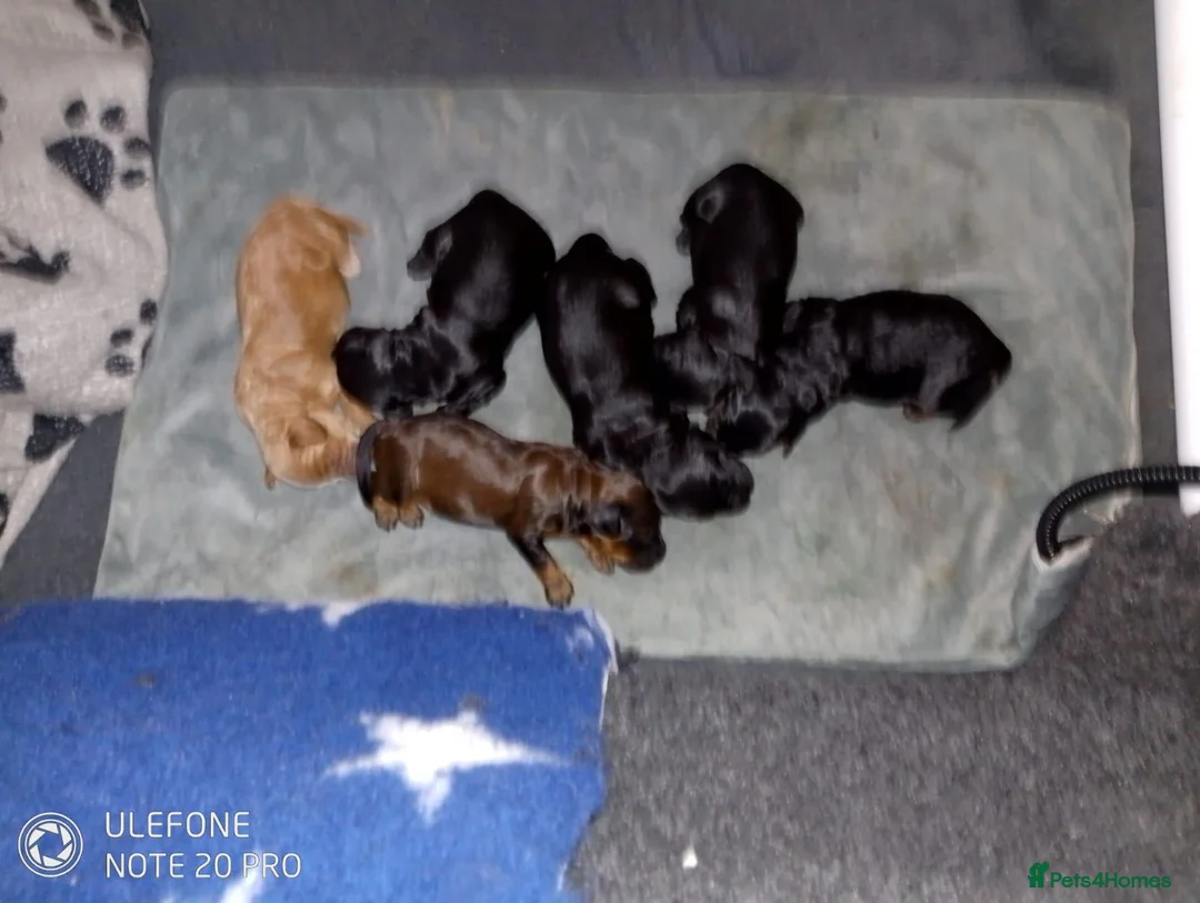 Cockapoo dogs for sale: Cockapoo puppies in Hartlepool - Advert 1