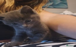 Ragdoll cats for sale: Ragdoll x kittens  - Image 6