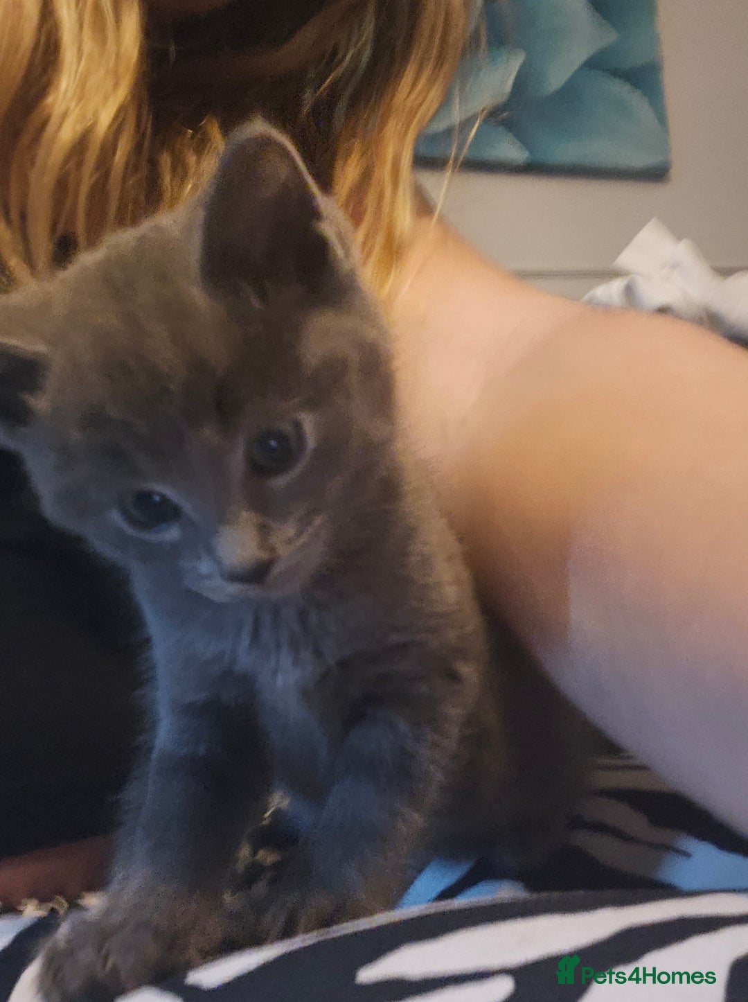 Ragdoll cats for sale: Ragdoll x kittens  - Image 6