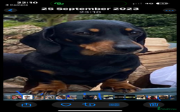 Miniature Dachshund dogs for sale: Black & Tan Minature Dachund - Image 5