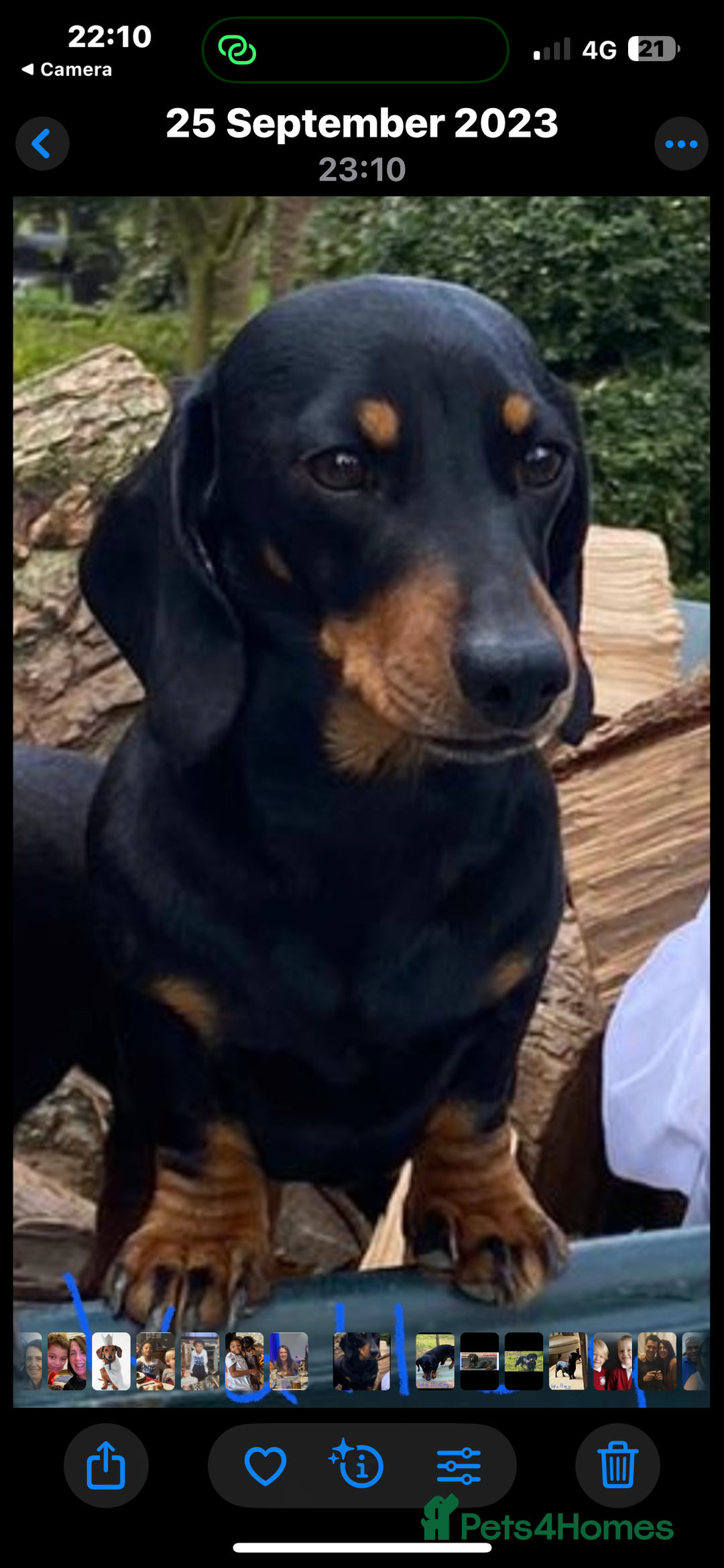 Miniature Dachshund dogs for sale: Black & Tan Minature Dachund - Image 5
