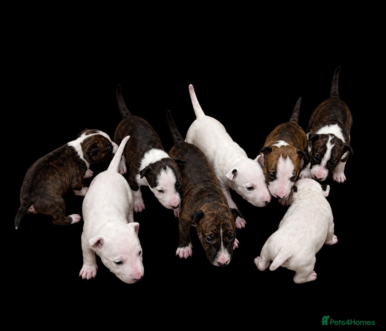 English Bull Terrier dogs English bull terriers puppies - Advert 2