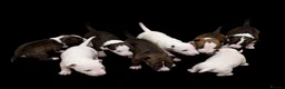 English Bull Terrier dogs for sale: English bull terriers puppies - Advert 1