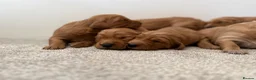 Golden Retriever dogs for stud: KC Working Golden Retriever 0/0 hips, clear DNA  - Advert 9