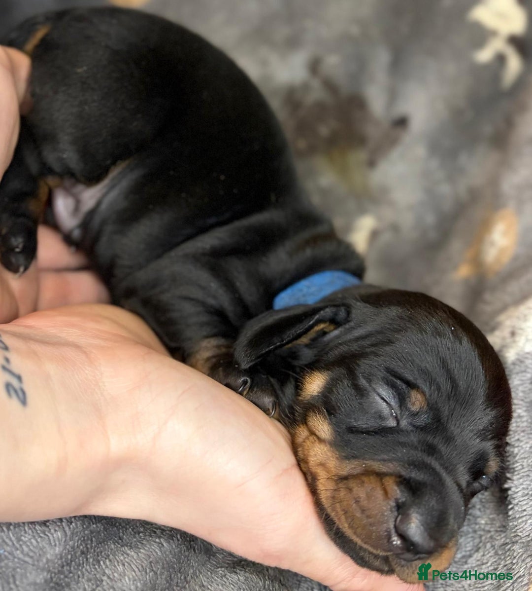 Miniature Dachshund dogs for sale: Beautiful dachshund puppies for sale  - Advert 7