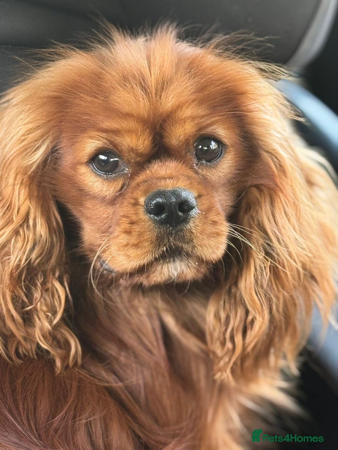 Cavapoo dogs for sale: Deep red Cavapoo puppies/ dna tested 💙 - Image 2
