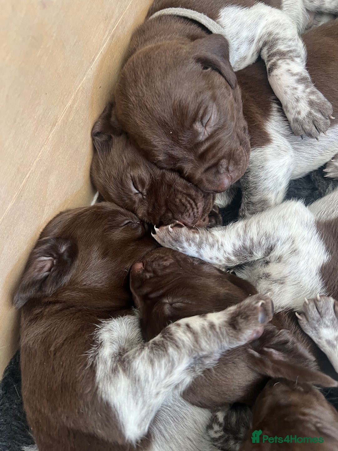 German Shorthaired Pointer dogs for sale: Beautiful pedigree German Shorthaired Pointer Pups - Image 2
