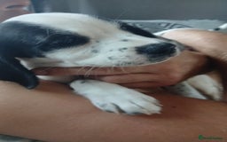 Mixed Breed dogs for sale: english springer spaniel cross foxhound - Image 7
