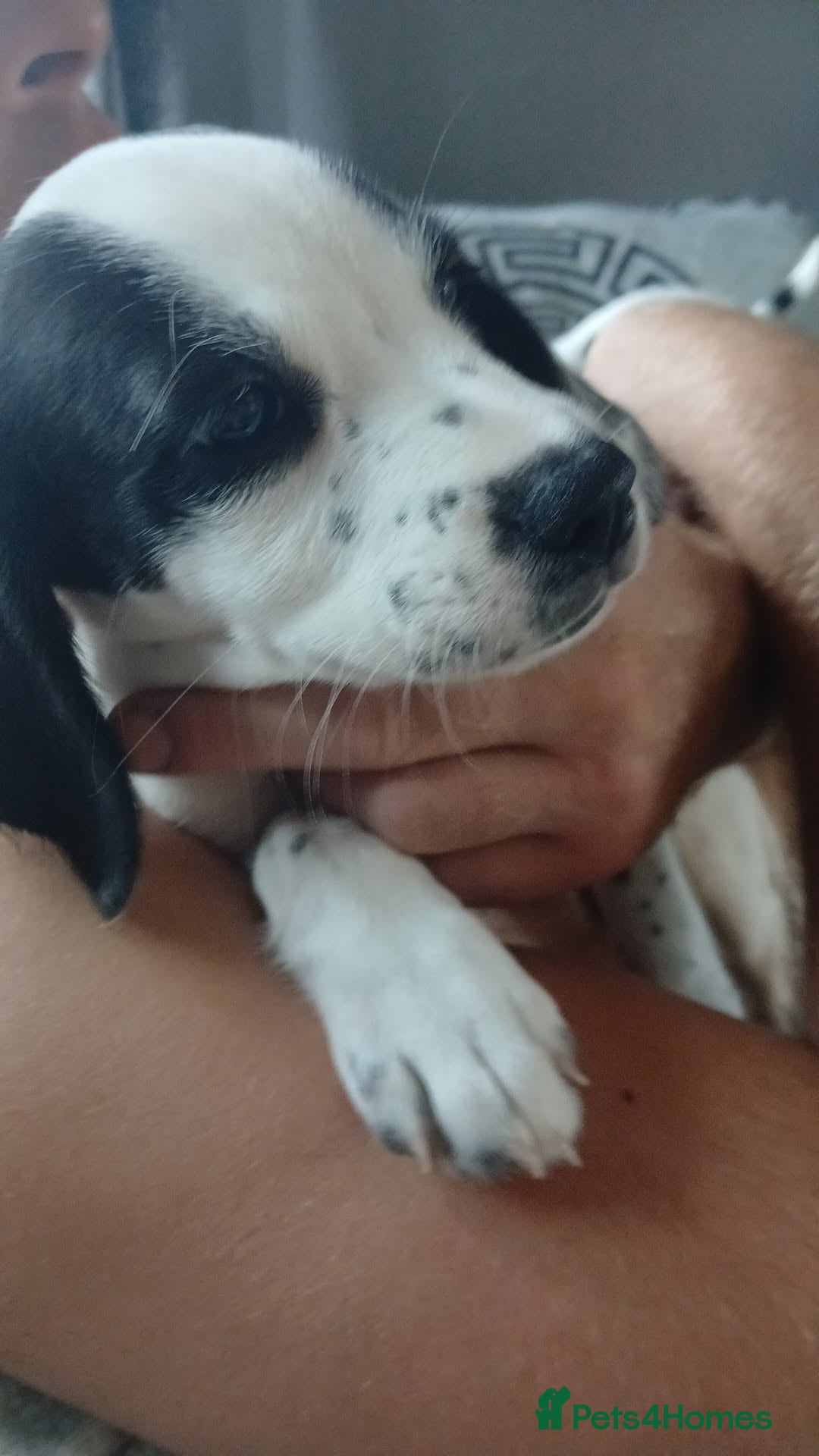 Mixed Breed dogs for sale: english springer spaniel cross foxhound - Image 7