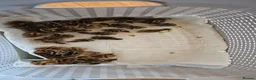 Quail poultry for sale: Coturnix Quail chicks in Corby - Advert 2