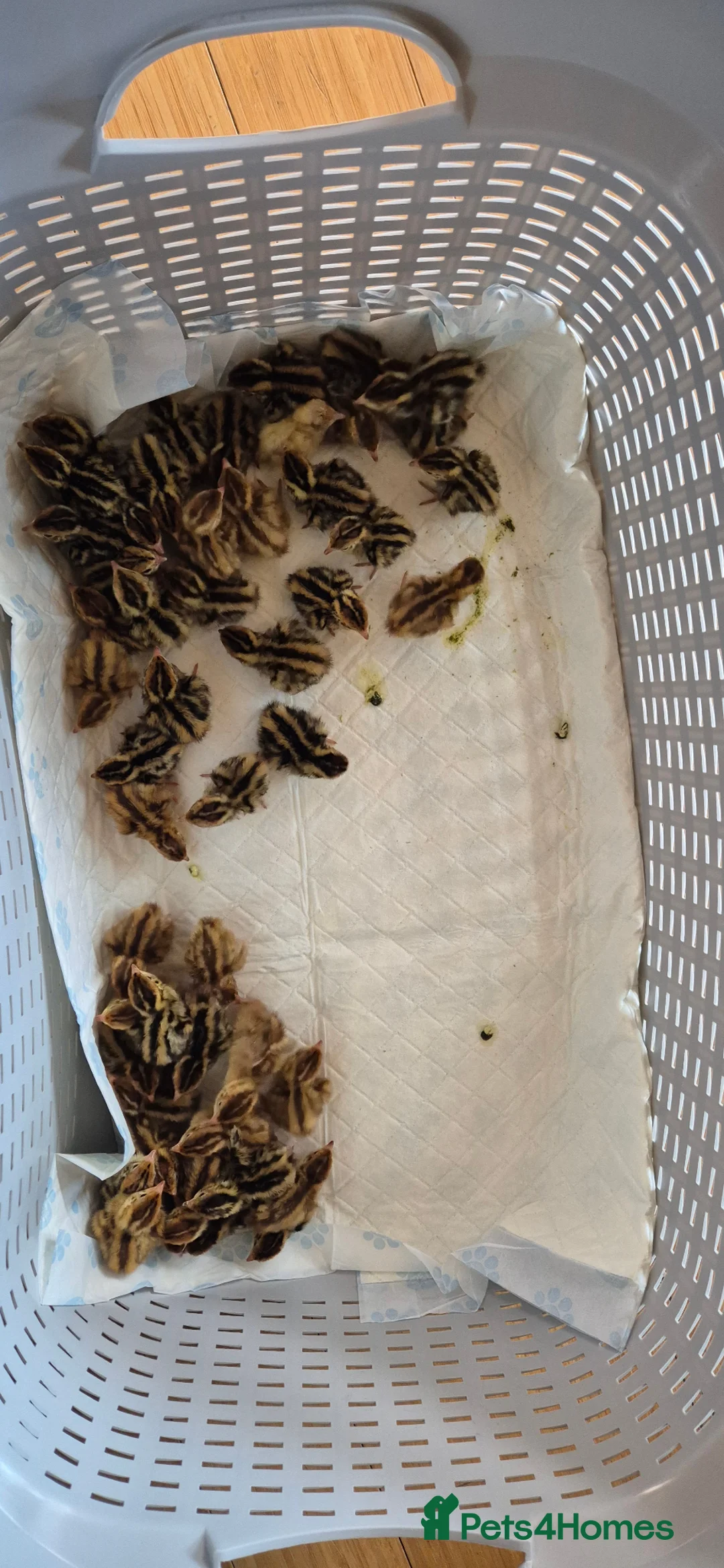 Quail poultry for sale: Coturnix Quail chicks in Corby - Advert 2