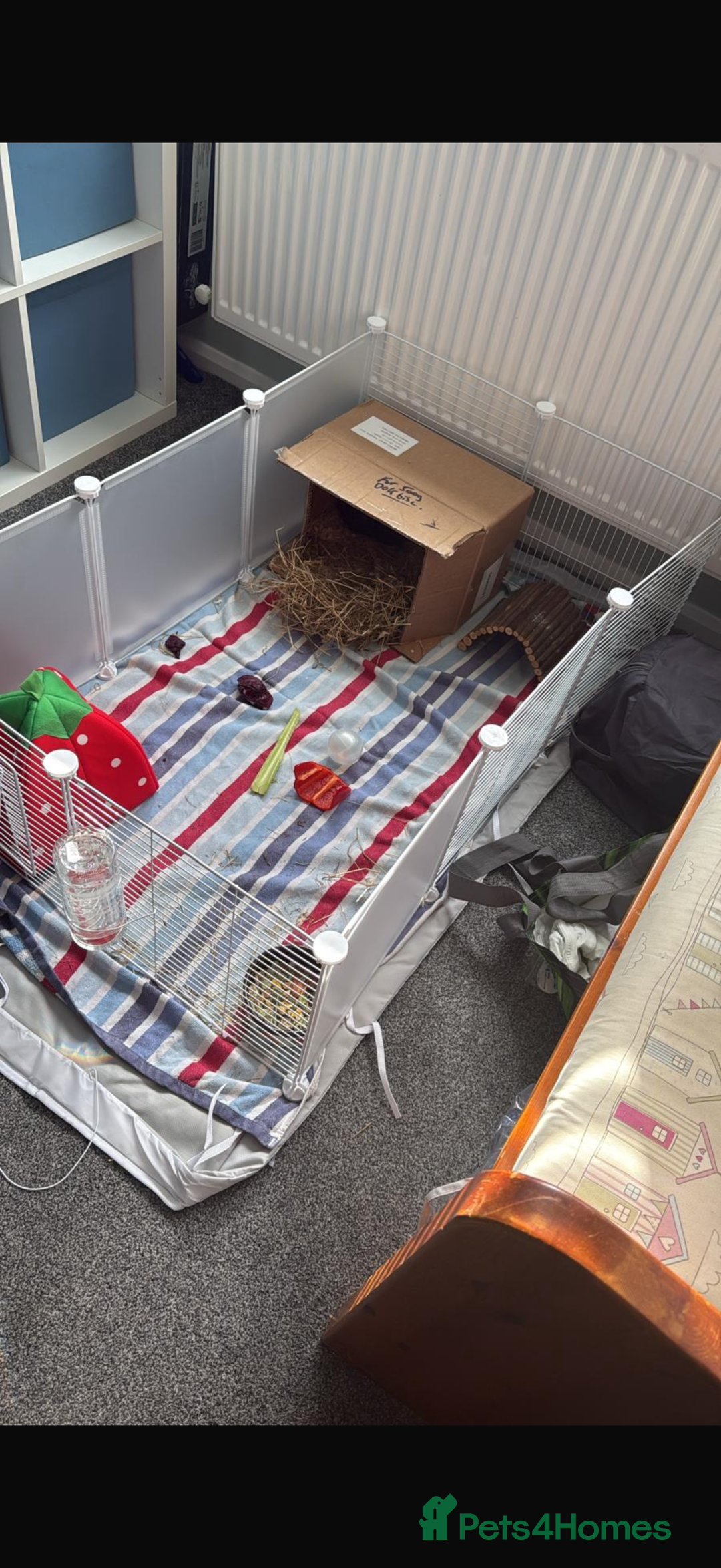Guinea Pig rodents for sale: Two male guinea pigs  - Image 1