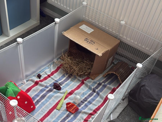 Guinea Pig rodents - Advert 37