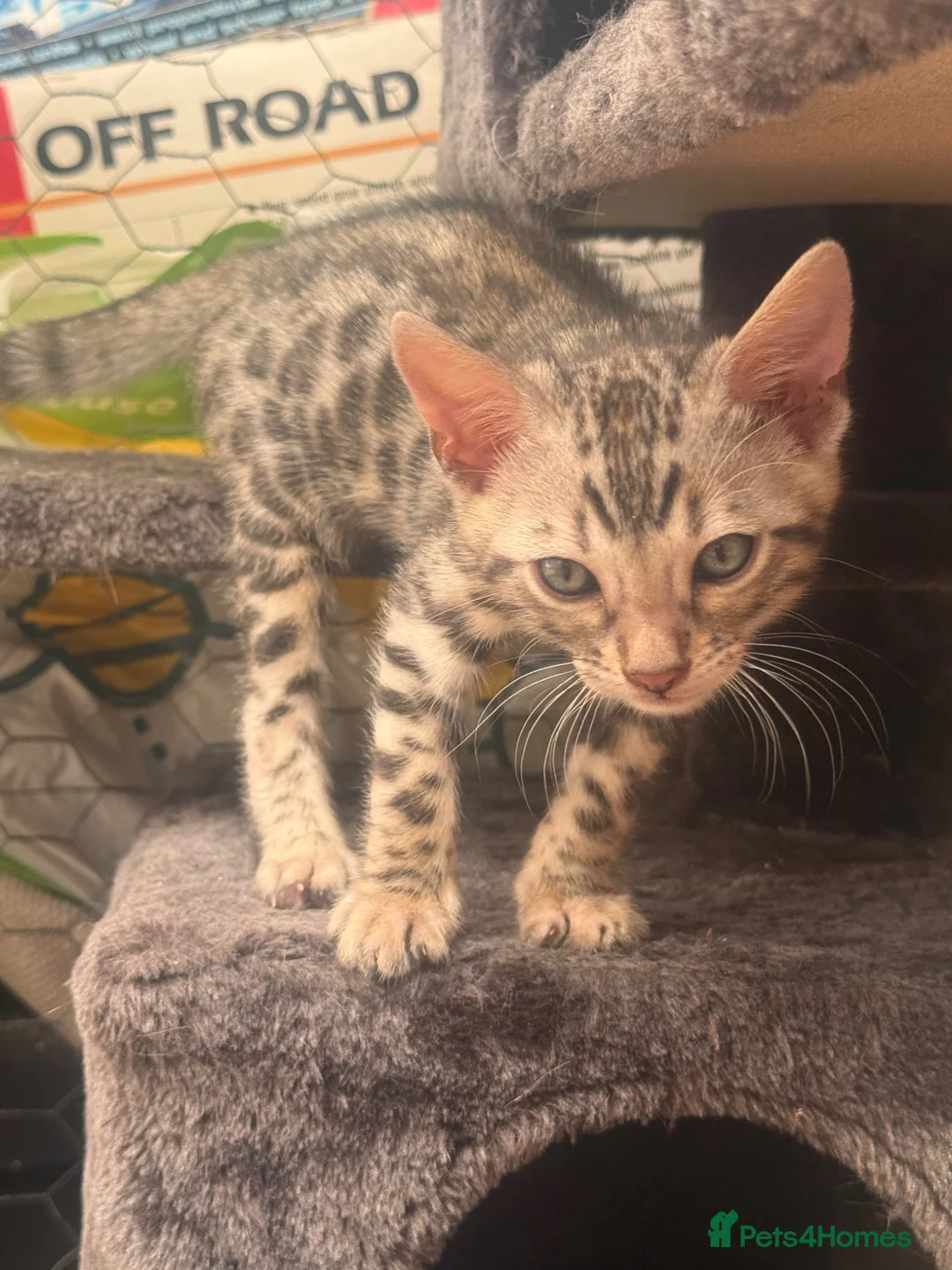 Bengal cats for sale: Bengal female kitten ready now  - Advert 8