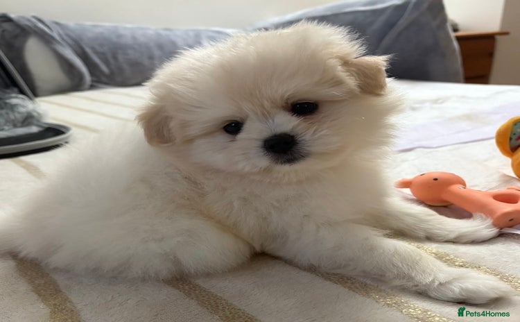 Pomapoo dogs Pomapoo Puppy - Advert 3