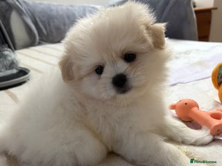 Pomapoo dogs Pomapoo Puppy - Advert 3