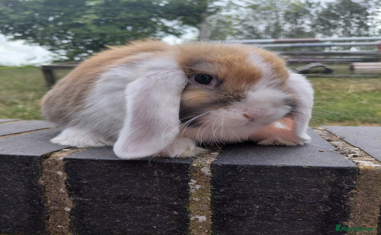 Mini Lop rabbits - Advert 8