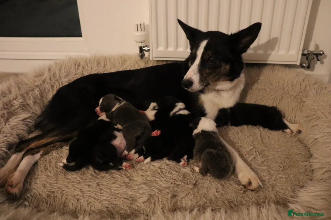 Border Collie dogs for sale: Border Collie Pups - Ellesmere Port - Advert 2