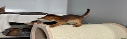 Abyssinian cats for sale: Champion parents amazing kittens  - Advert 14