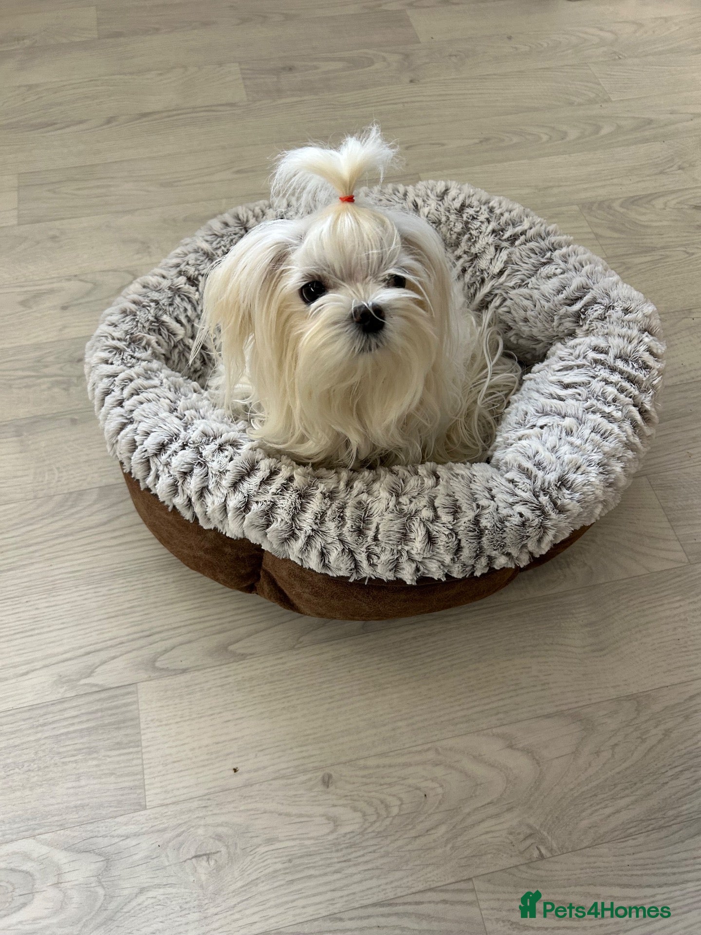 Maltese dogs Tiny Maltese Girl, ready now KC Reg - Advert 12