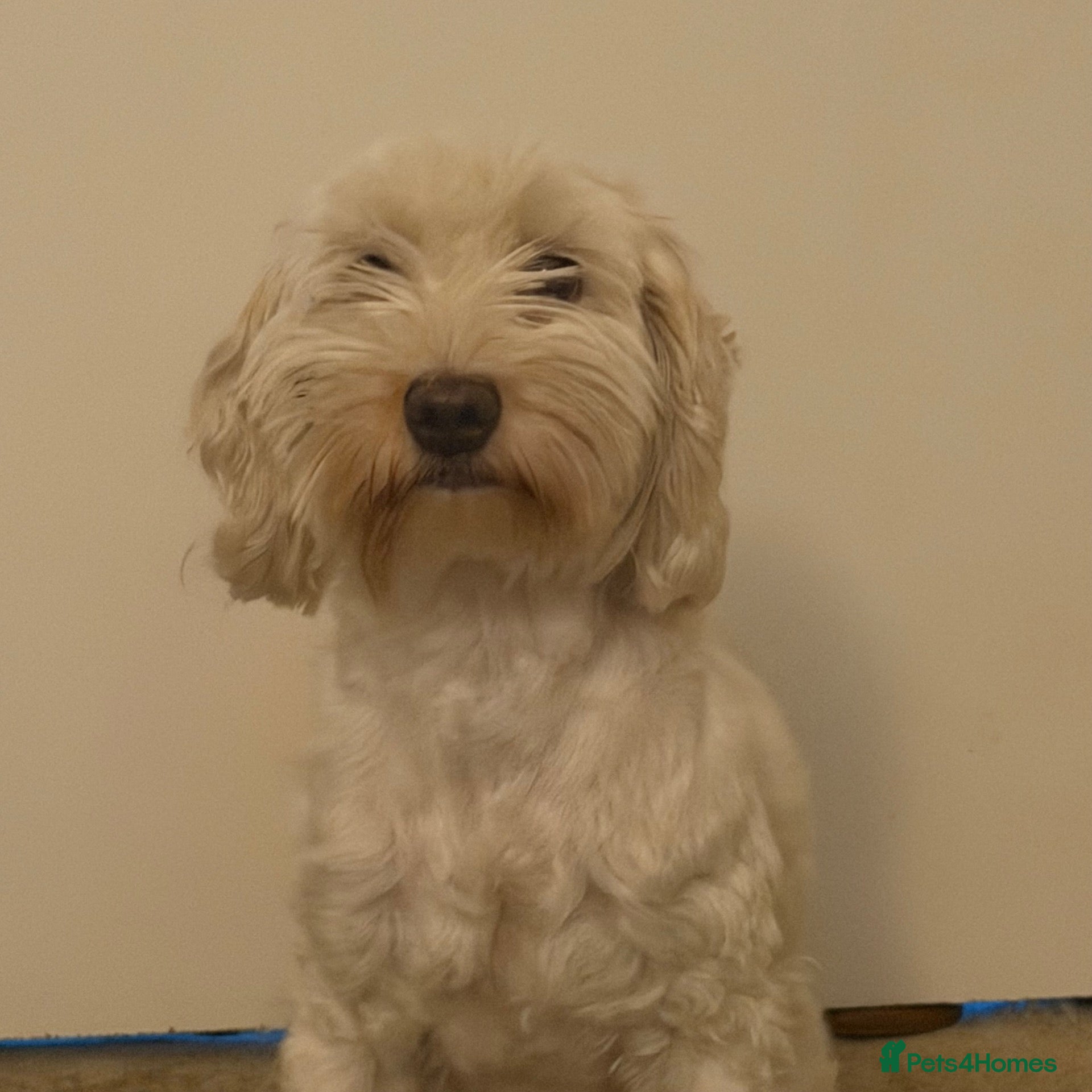 Cockapoo dogs Ivory  - Advert 5