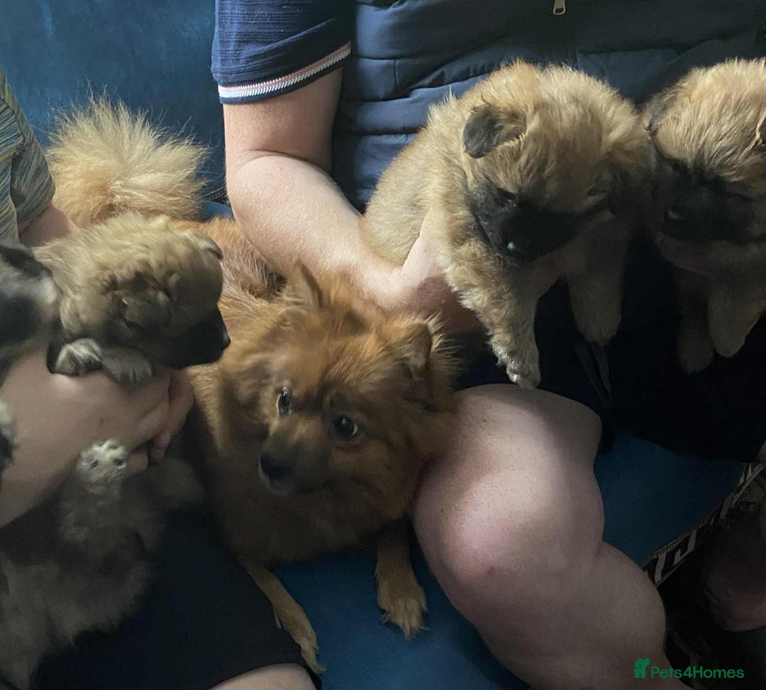 German Spitz dogs for sale: German spitz - Image 7