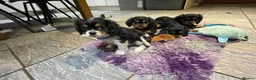 Cavalier King Charles Spaniel dogs for sale: Cavalier King Charles puppies  - Advert 4