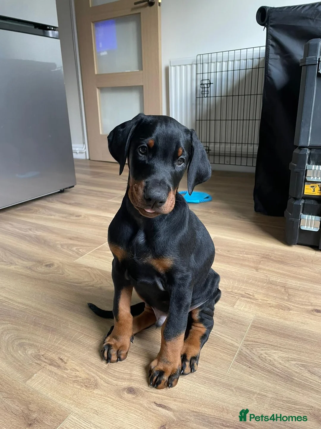 Dobermann dogs for stud: KC Health & Heart tested stud in Burnley - Advert 24