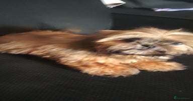 Shih Tzu dogs - Advert 10