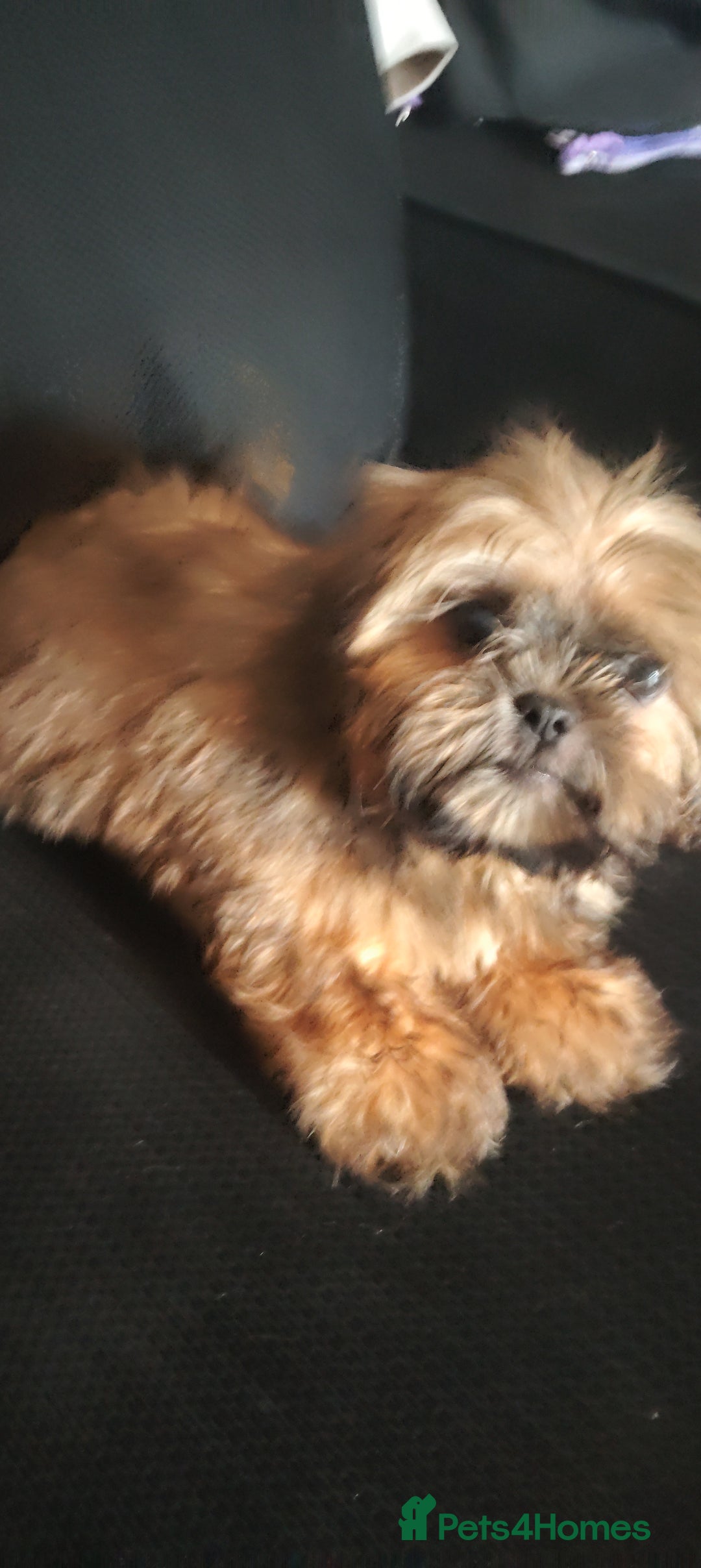 Shih Tzu dogs for sale: Half Imperial Shihtzu Pups (Karashishi Lines)  - Image 3