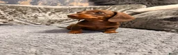 Miniature Dachshund dogs for sale: Miniature dachshund boy puppy  - Advert 6