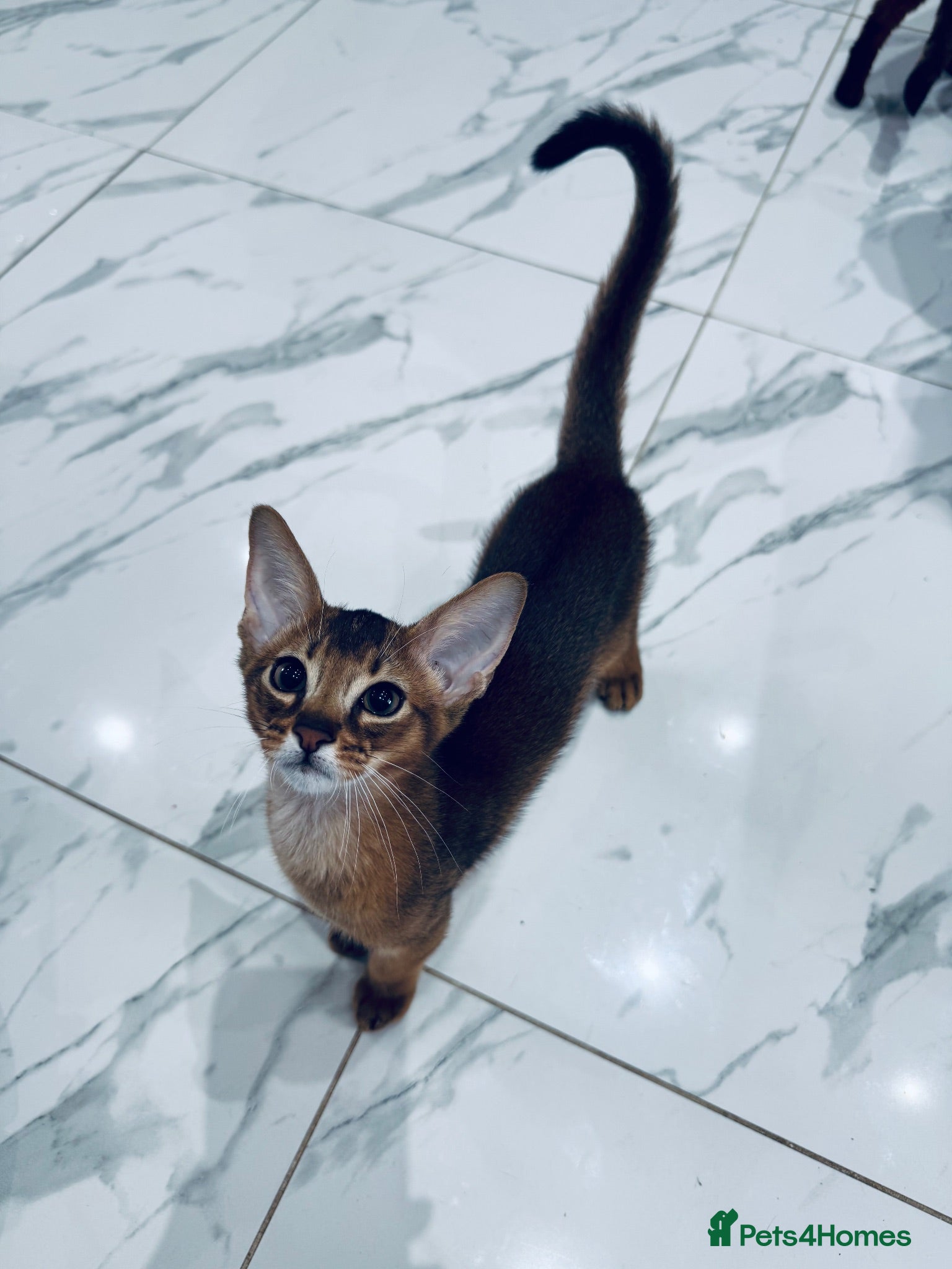 Abyssinian cats TICA registered boy and girl - Advert 2