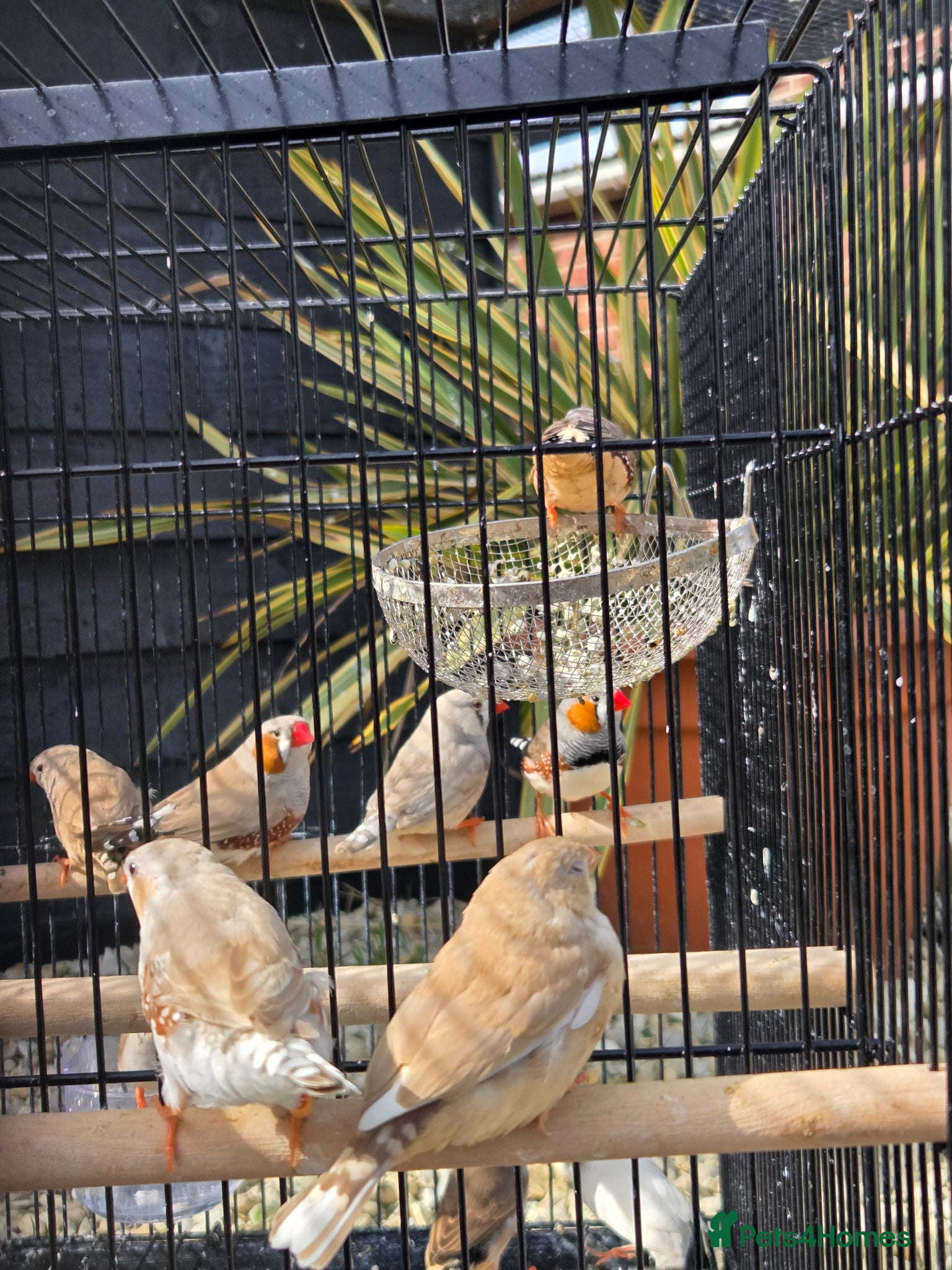 Finches birds Mix Aviary born Zebra Finch - Advert 1