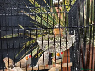 Finches birds for sale: Mix Aviary born Zebra Finch - Advert 1